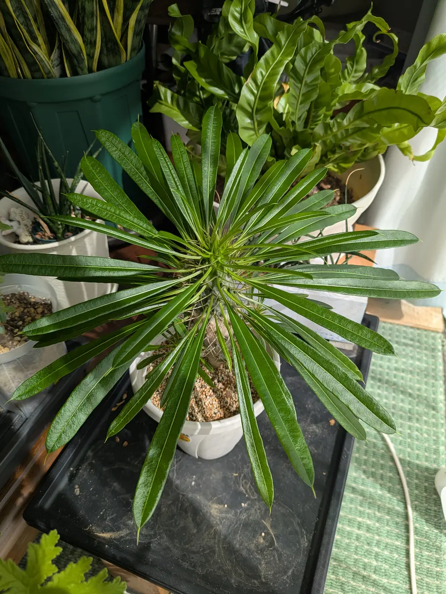 特大株】パキポディウム ラメリー 鉢のまま発送 デカい