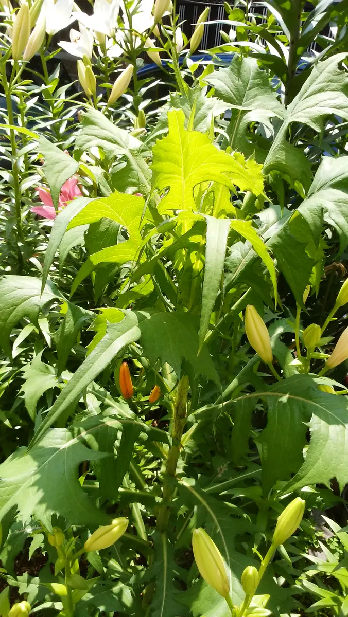 近所に生えてた葉っぱです 巨大な葉っぱを発見！！ みつえ青少年旅行村に、とっても大きな葉っぱ