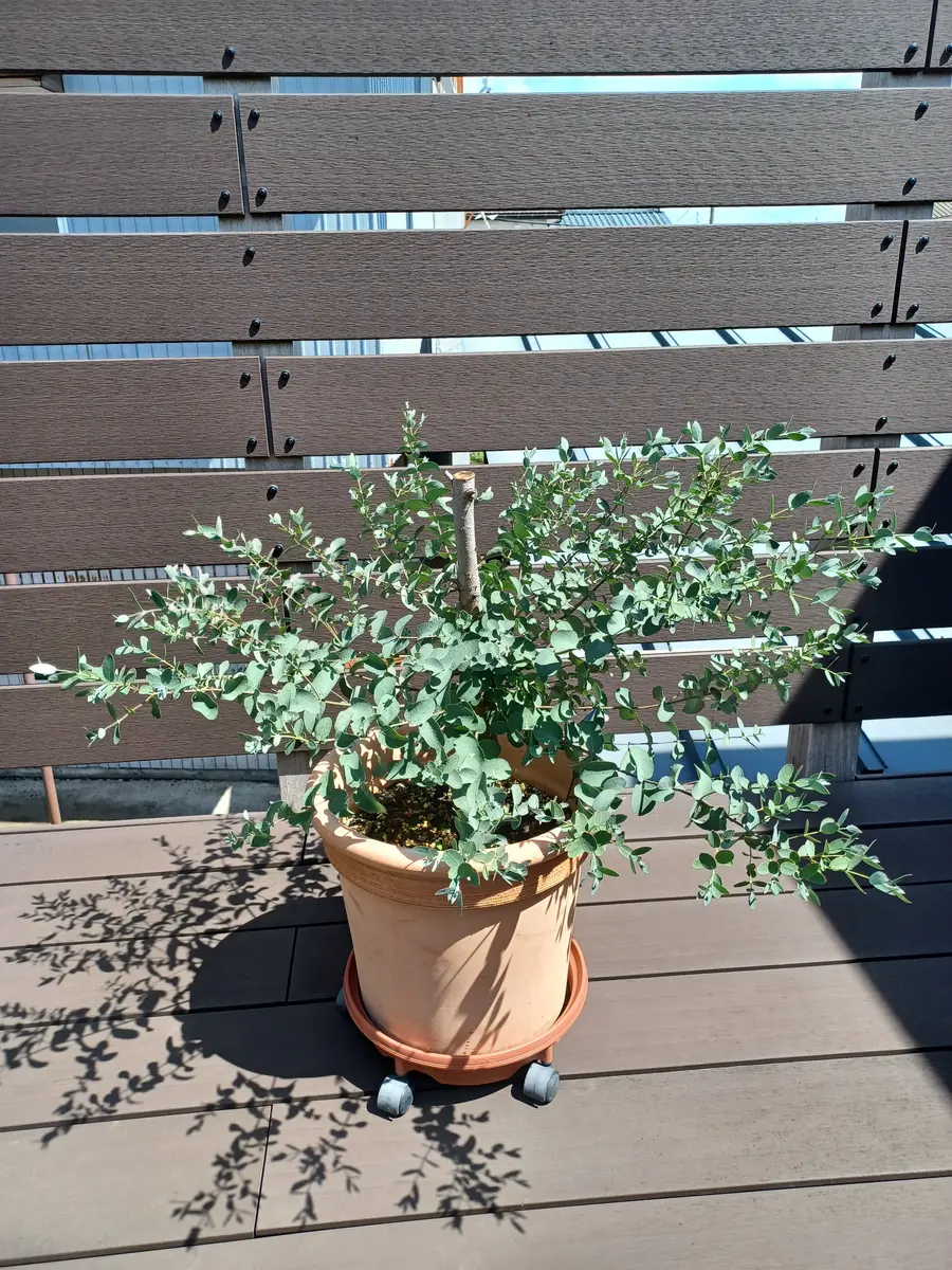 鉢植えのユーカリ（画像①）です。170㎝程あったのですが今回の