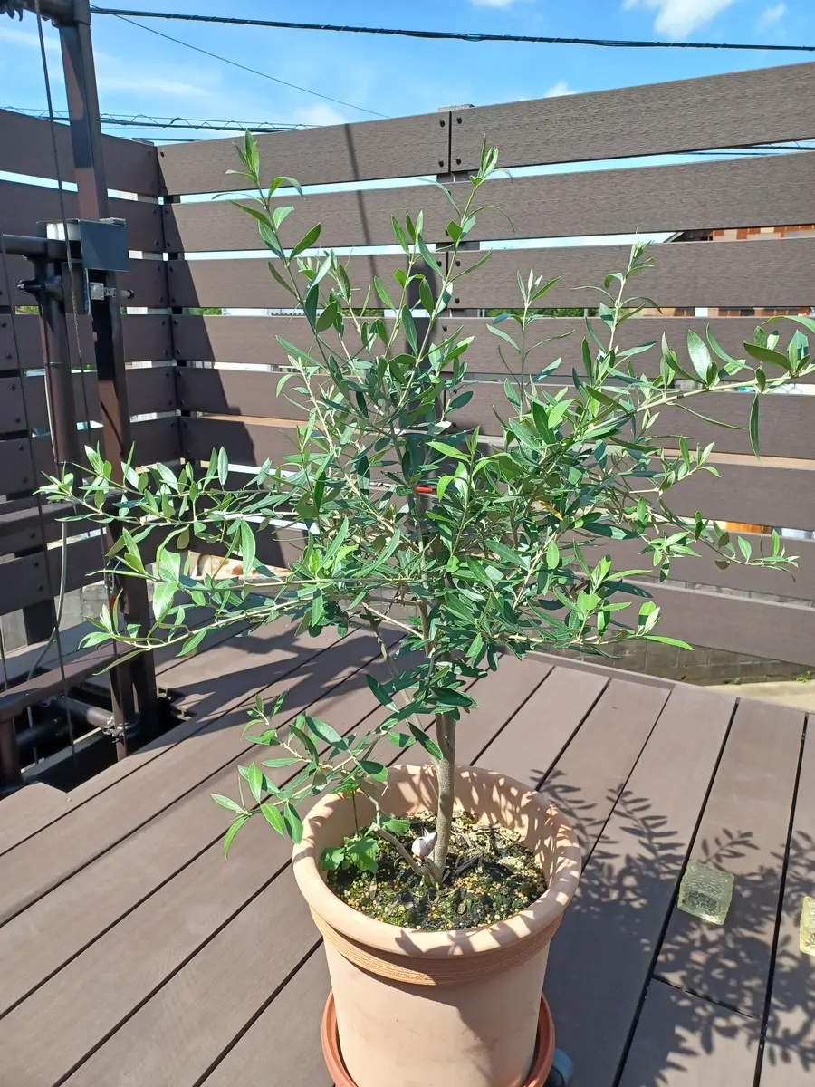 鉢植えのユーカリ（画像①）です。170㎝程あったのですが今回の