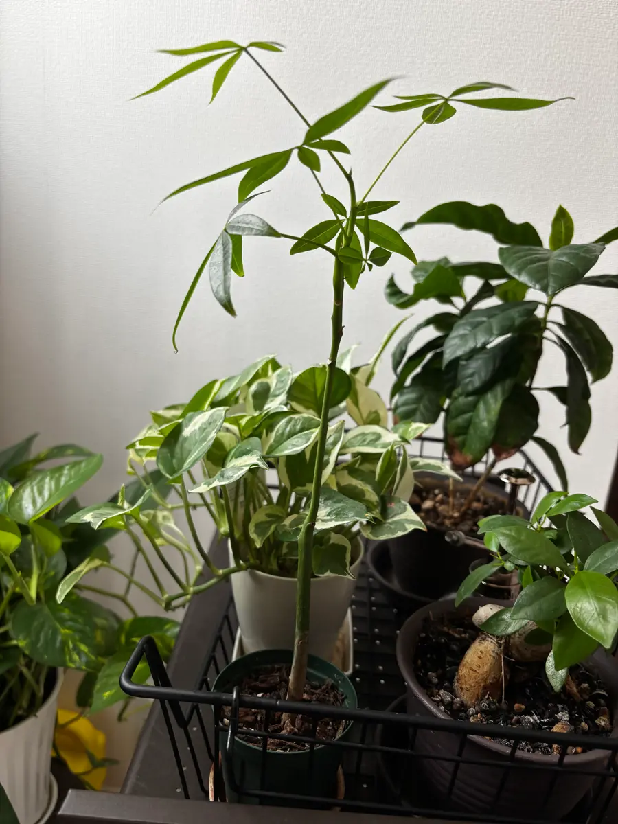 茎の長すぎるパキラについて切って土に植え直すとしたら、何セ