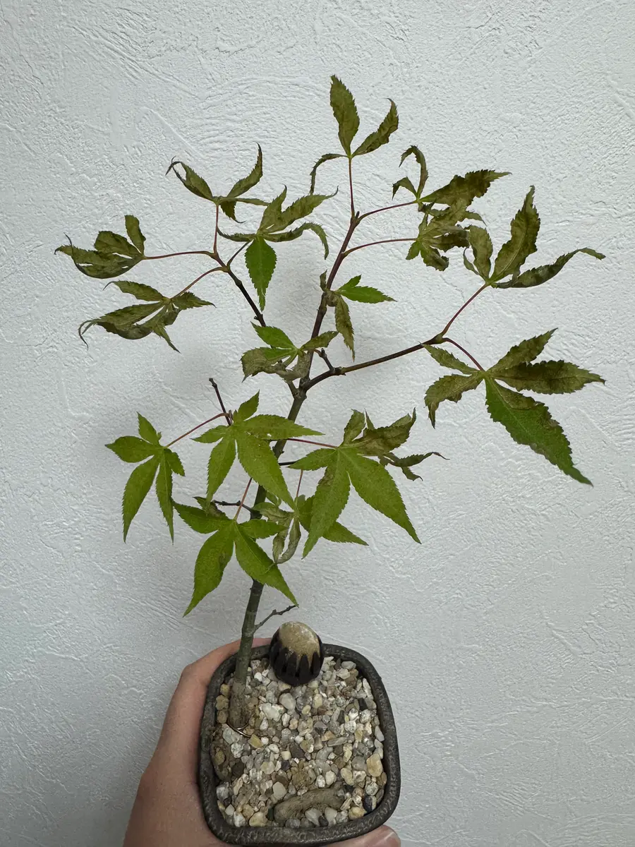 先週購入した紅葉の鉢植えなのですが、枯れてきてしまいました