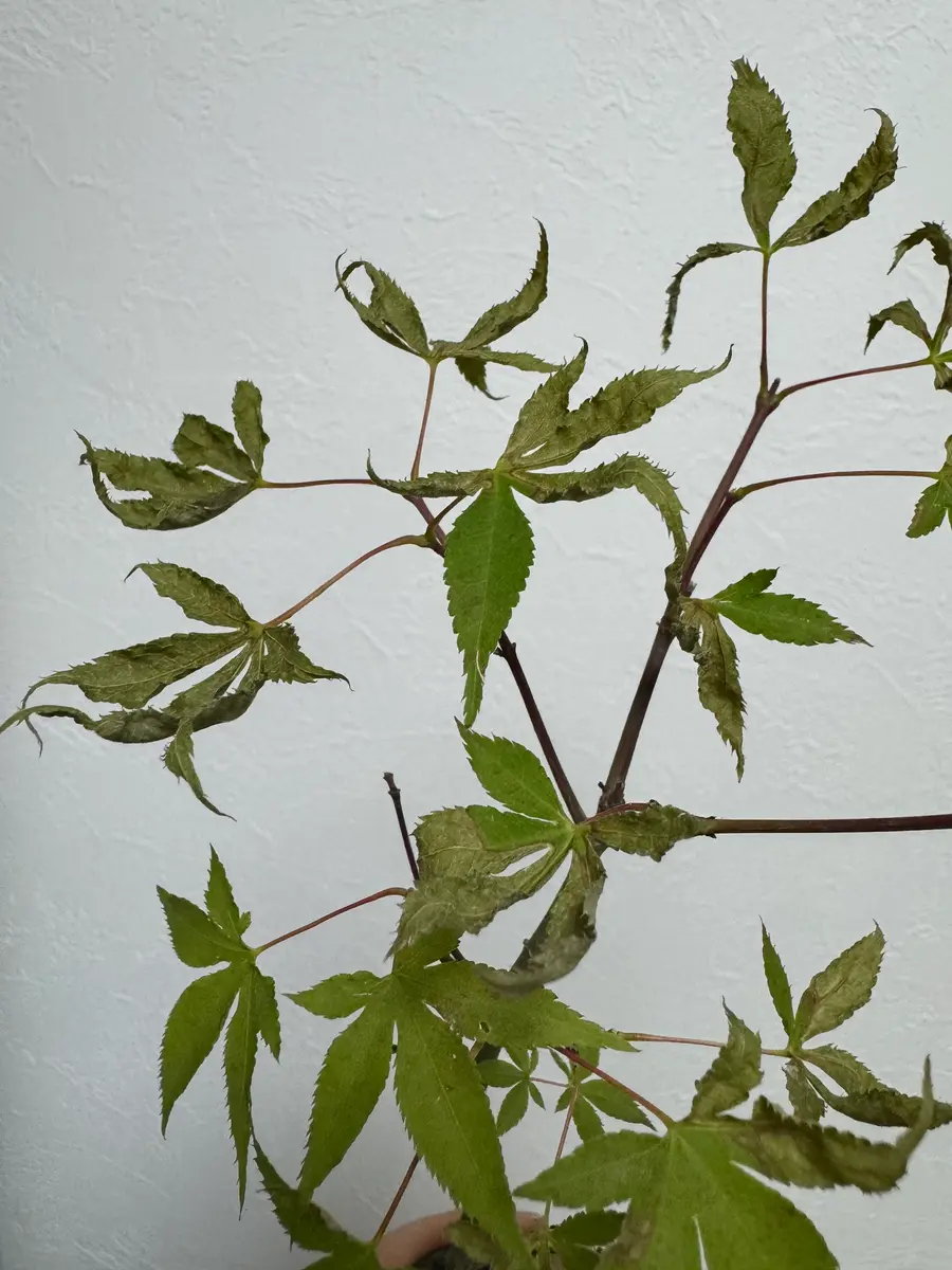 先週購入した紅葉の鉢植えなのですが、枯れてきてしまいました