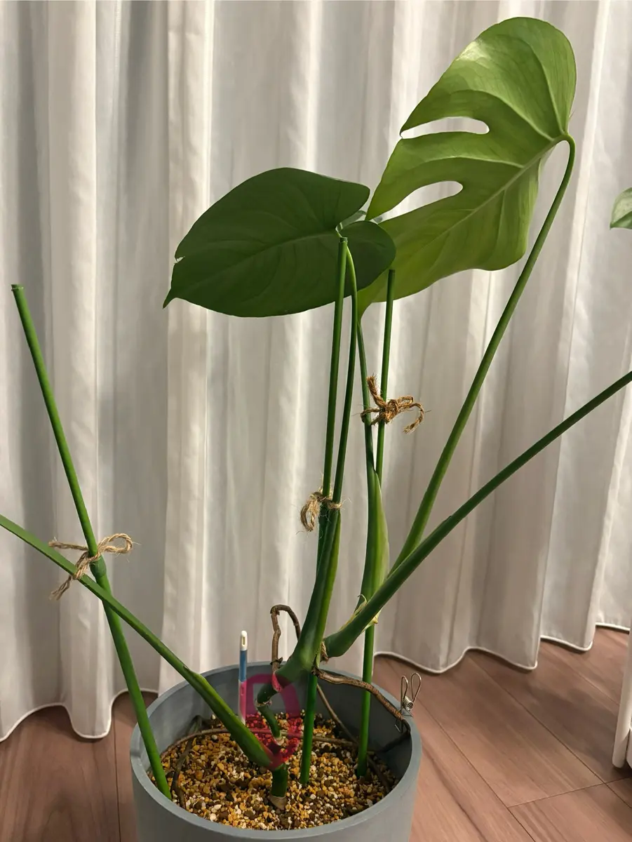 モンステラの剪定・植え替えについてご意見お願いします。根｜園芸