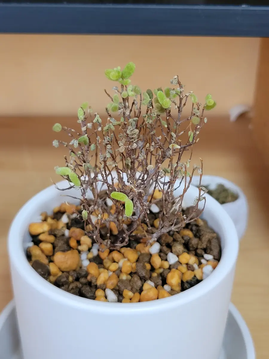 ドロサンテマムについて質問です。3週間ほど前に抜き苗でネッ