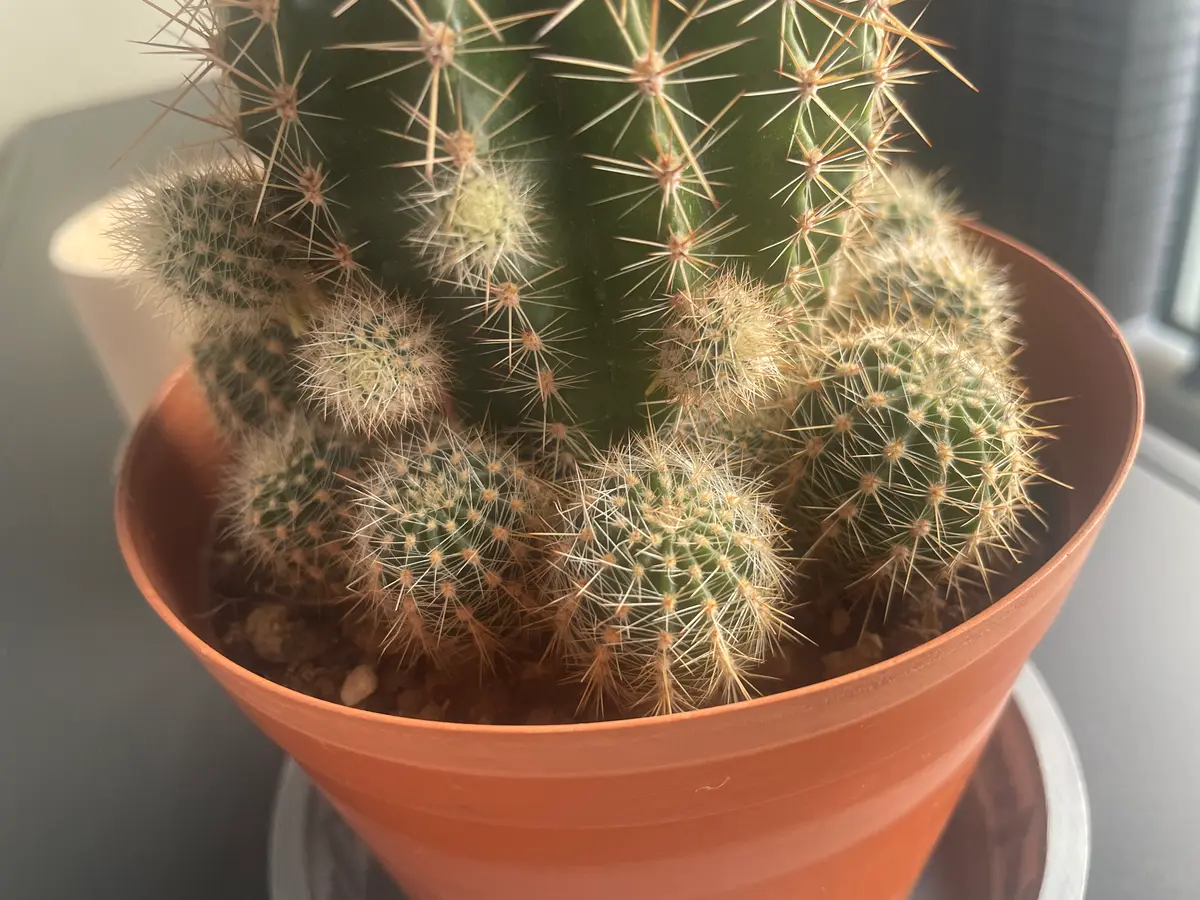 3ヶ月ほど前に園芸屋で夫が買ってきたサボテンくんです。根本｜園芸