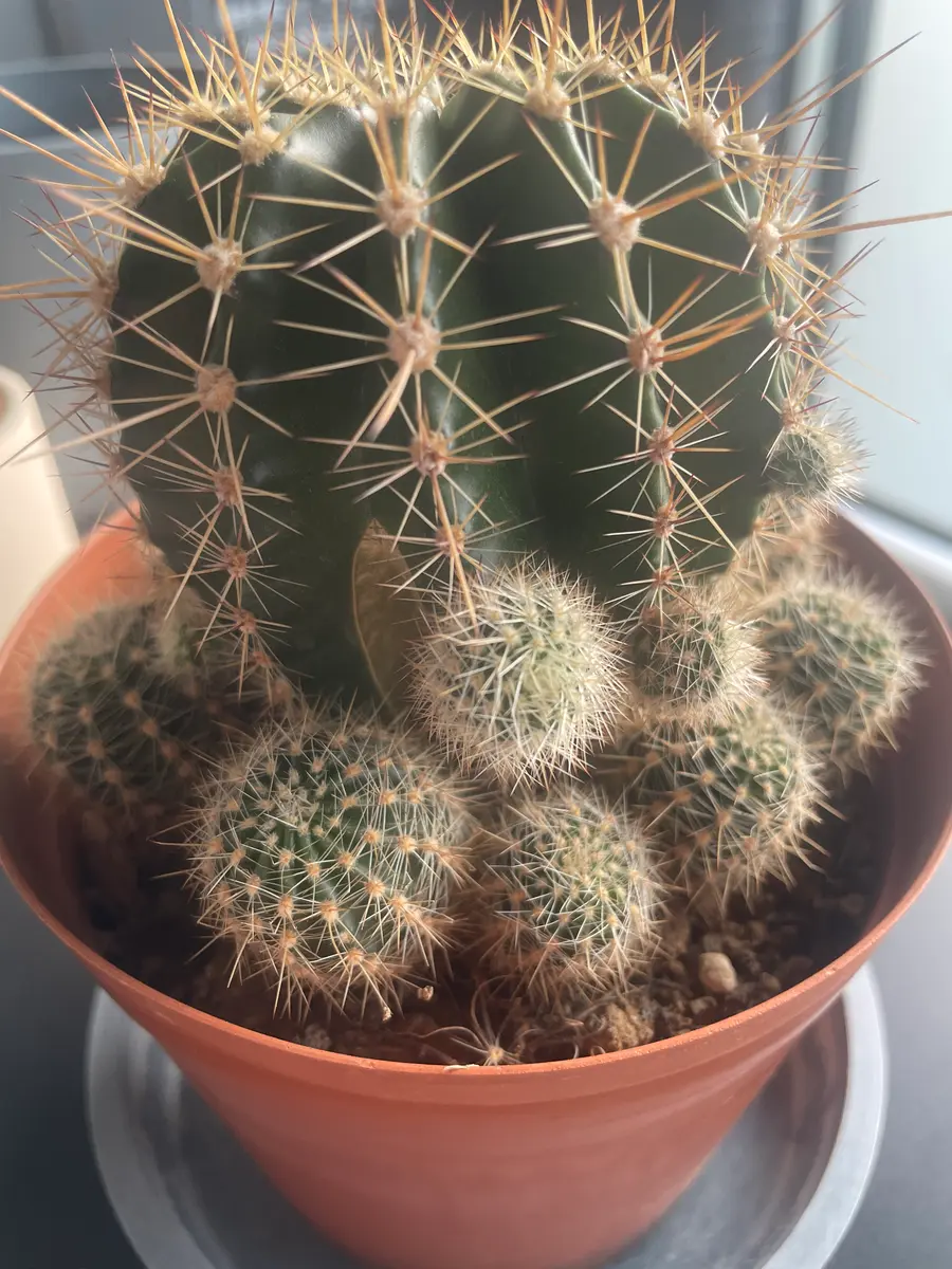 3ヶ月ほど前に園芸屋で夫が買ってきたサボテンくんです。根本｜園芸