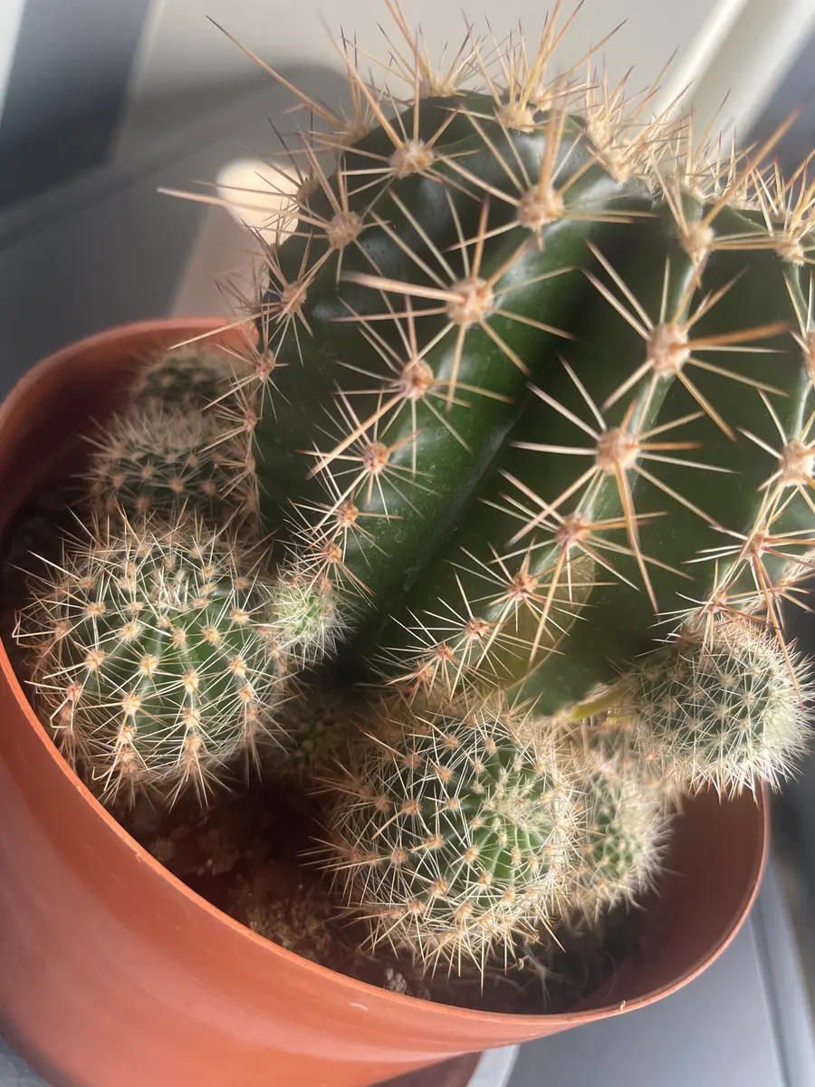 3ヶ月ほど前に園芸屋で夫が買ってきたサボテンくんです。根本｜園芸