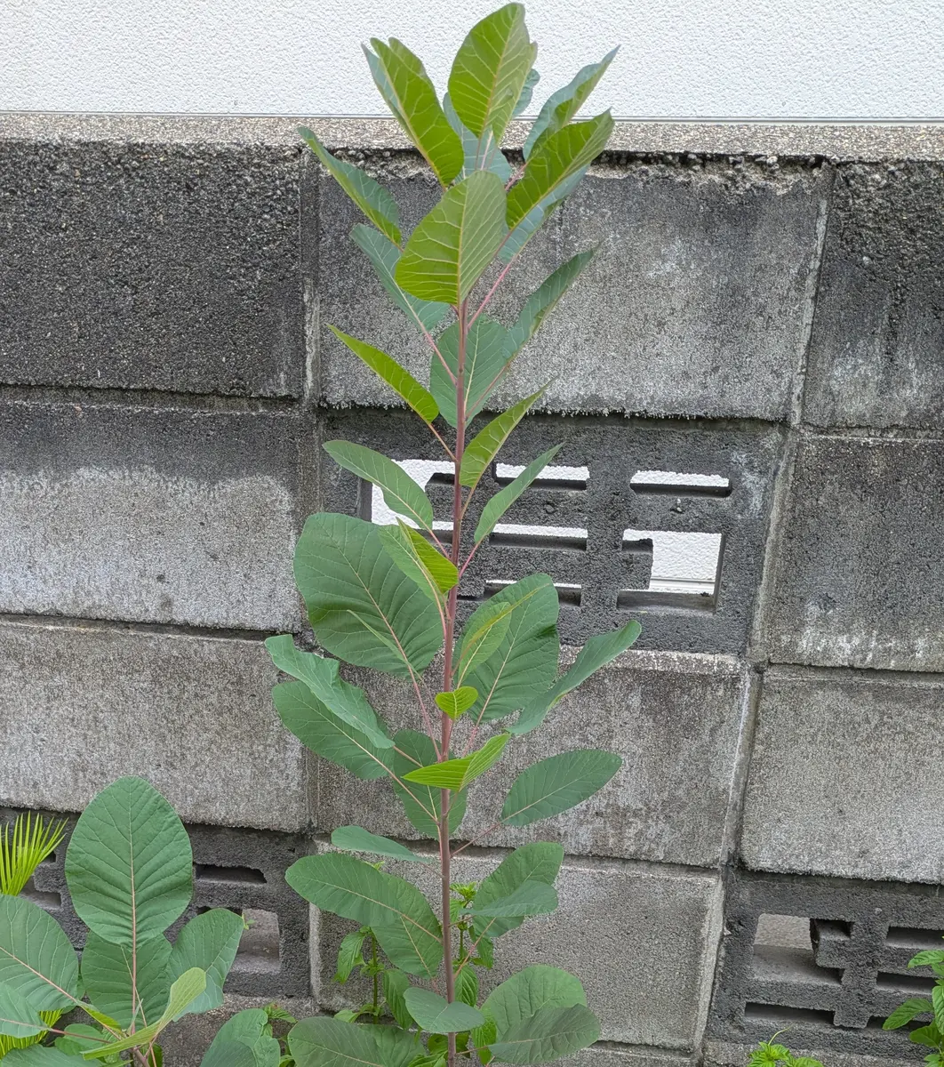ホームセンターで1年前に200円で購入しました。名前を教え 