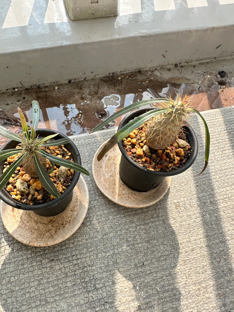 お世話になっています。パキポディウム グラキリスを年始頃に｜園芸