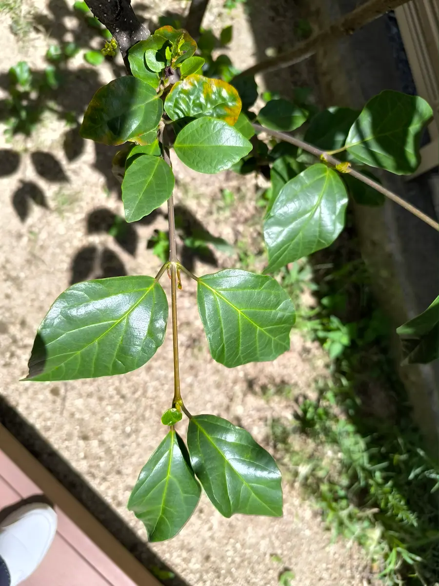 この木の名前を教えて下さい施設の庭に数本植えてあります｜園芸相談