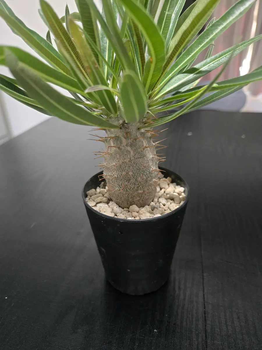 こんにちは、いつもお世話になっています。グラキリスの水やり