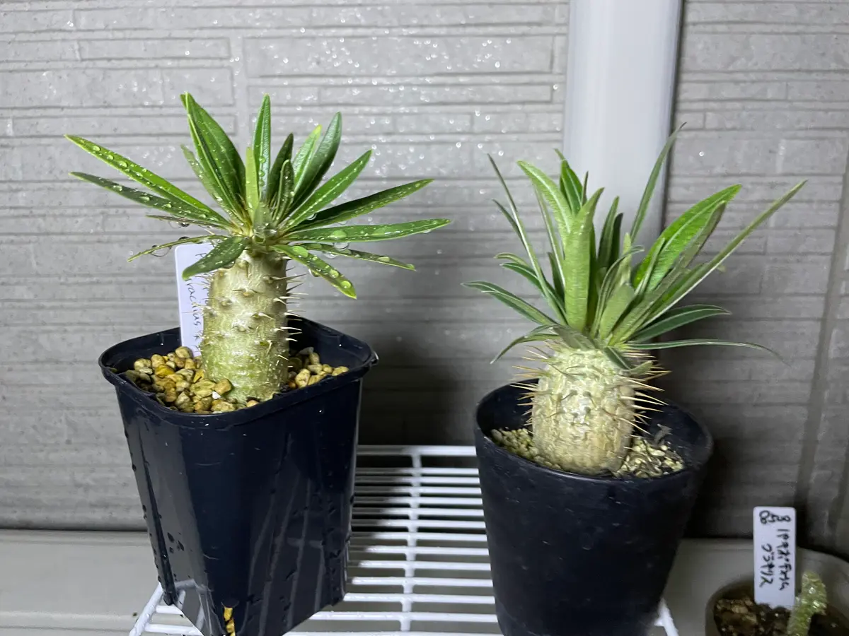 こんにちは！お世話になります。先日、それぞれ別々の園芸店で