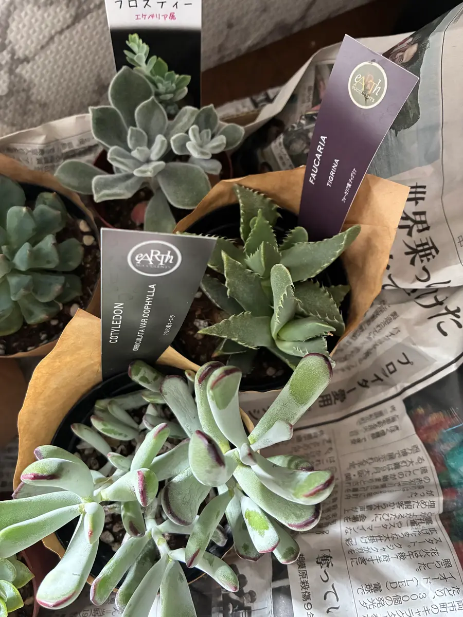 多肉植物を寄せ植えかんがえてますが、合わせていけないものあ