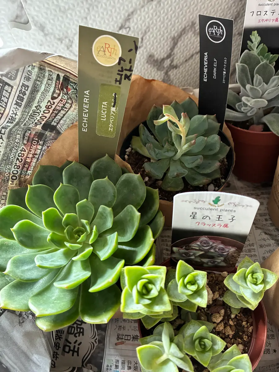 多肉植物を寄せ植えかんがえてますが、合わせていけないものあ