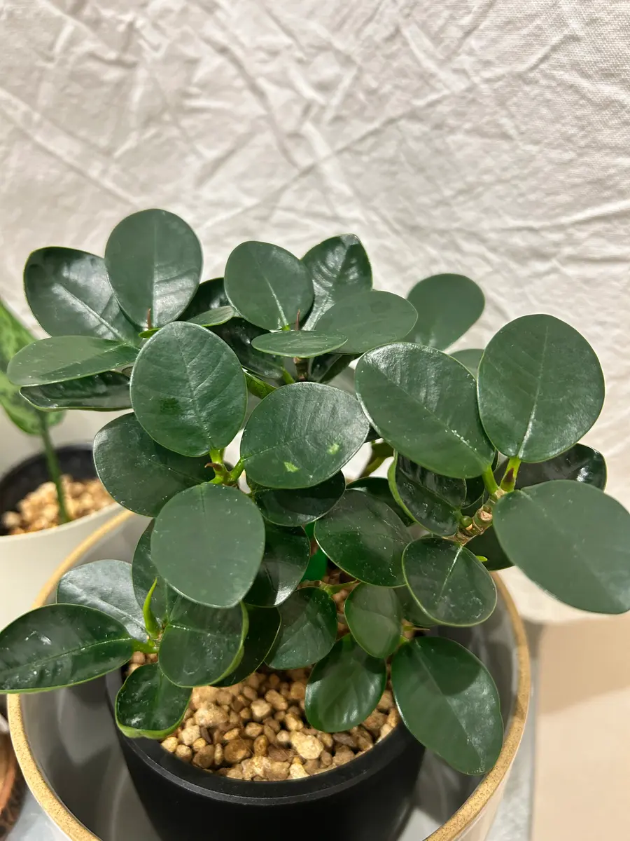 パンダガジュマルの新芽が茶色い原因…用土？虫？いつも学ばせ｜園芸