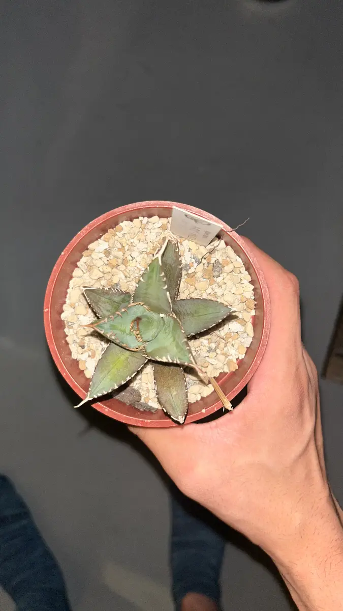 神奈川県で2週間ほど前に子株アガベオテロイの植え替えを行いま