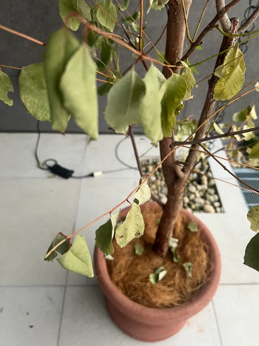 レインボーユウカリを一カ月ほど前に購入し、鉢植えにしており