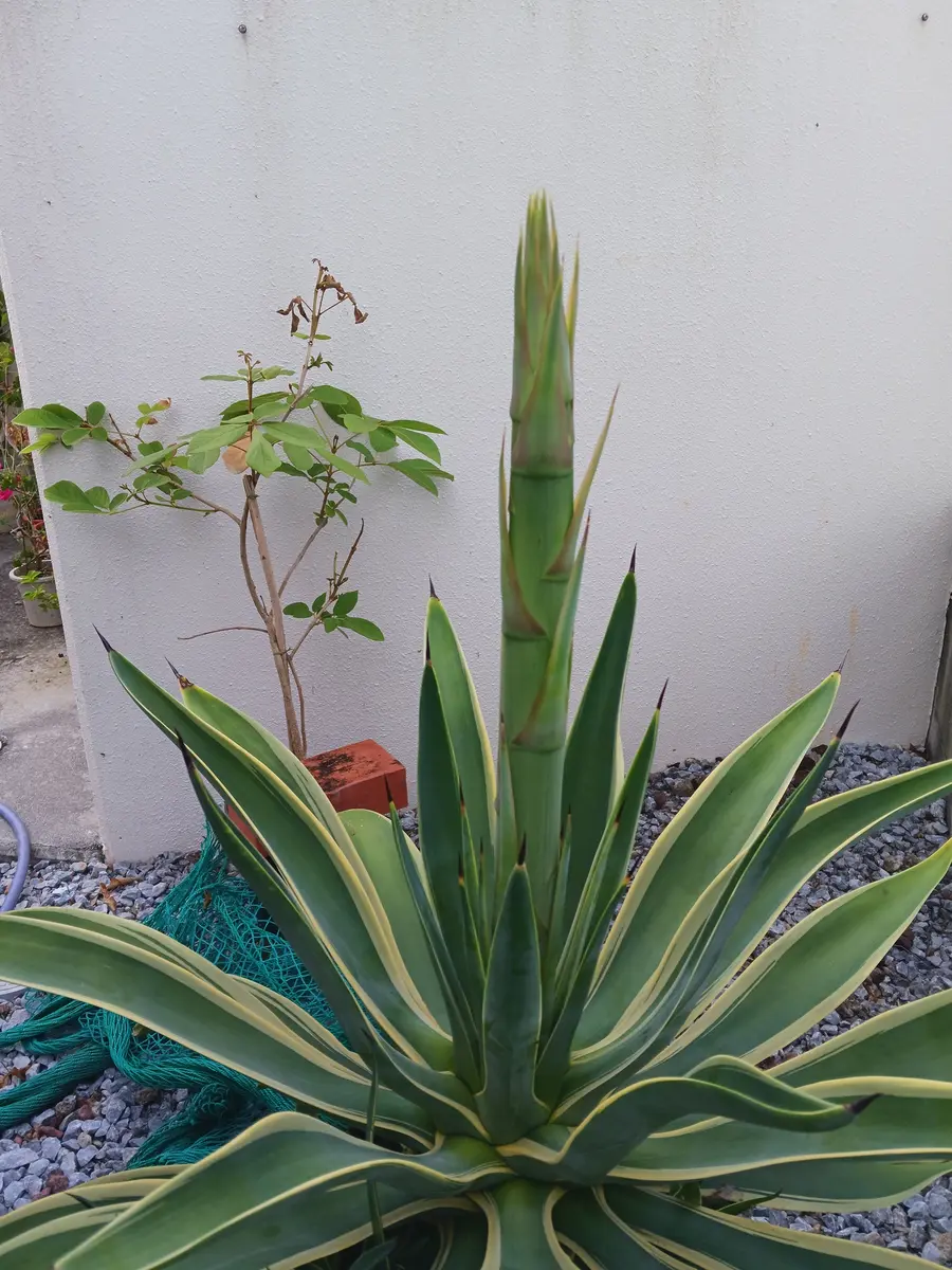 観葉植物アガベ アガベベネズエラ 育て方 Recommend Plants アガベ