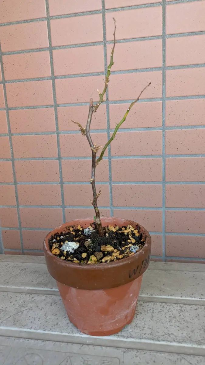 ブーゲンビリアの鉢植を二カ月程前に購入しました。係の方から