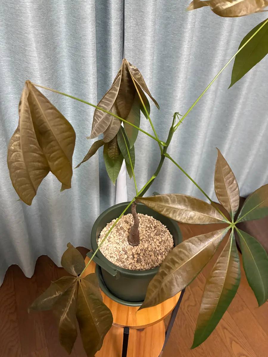 パキラの花様 リクエスト 2点 まとめ商品 パキラ様 リクエスト 2点 まとめ商品 パキラの花様 リクエスト 2点