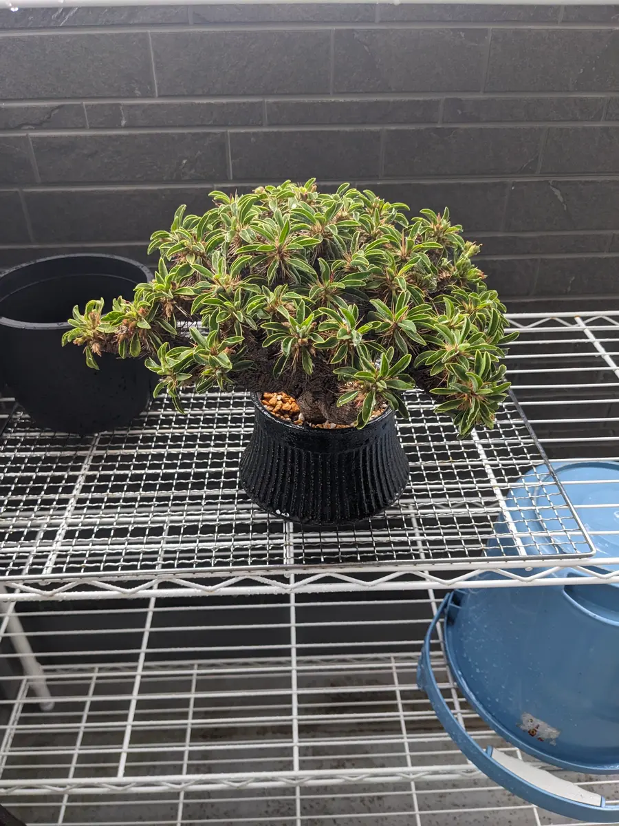 今日ギラウミニアナに水をあげてる時に実らしき物を発見しま｜園芸