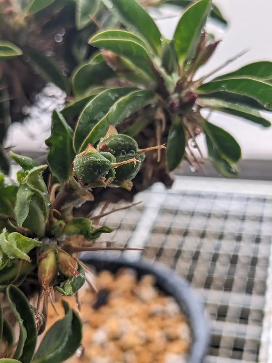 AAA　ギラウミニアナ種90粒 AAA ギラウミニアナ種90粒 AAA ギラウミニアナ種90粒 AAA