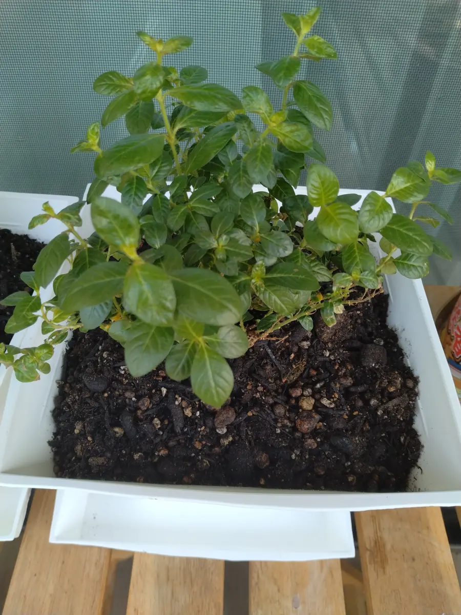 植木、盆　名前や状態不明！　大きめ 先日購入した苗の名前を忘れてしまい、育て方が検索できず困っ