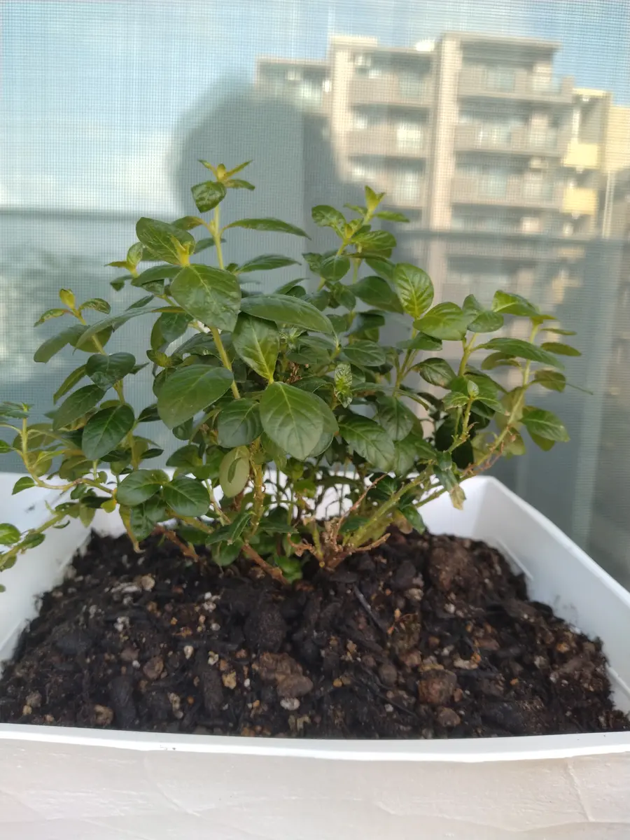 先日購入した苗の名前を忘れてしまい、育て方が検索できず困っ