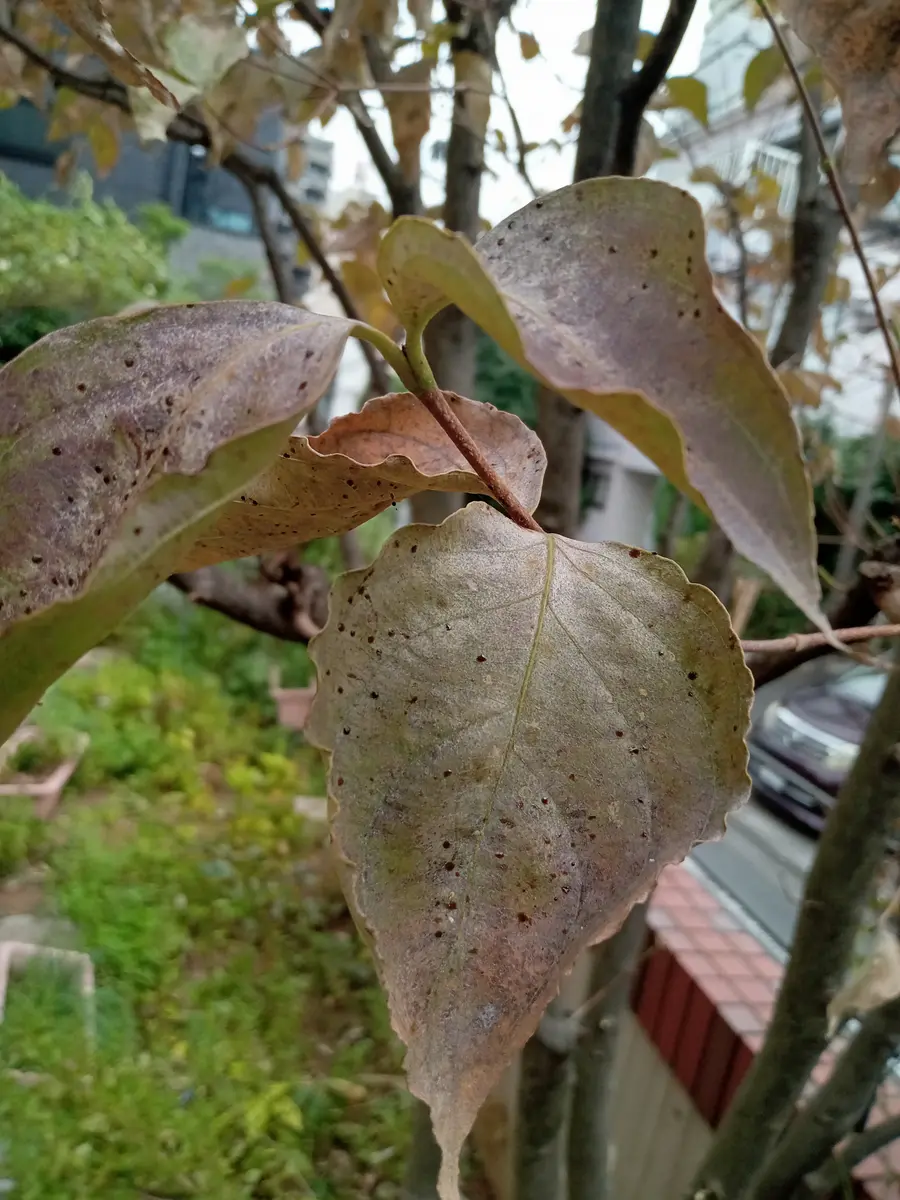 ヤマボウシの葉が枯れてしまいました。葉ダニでしょうか？対処