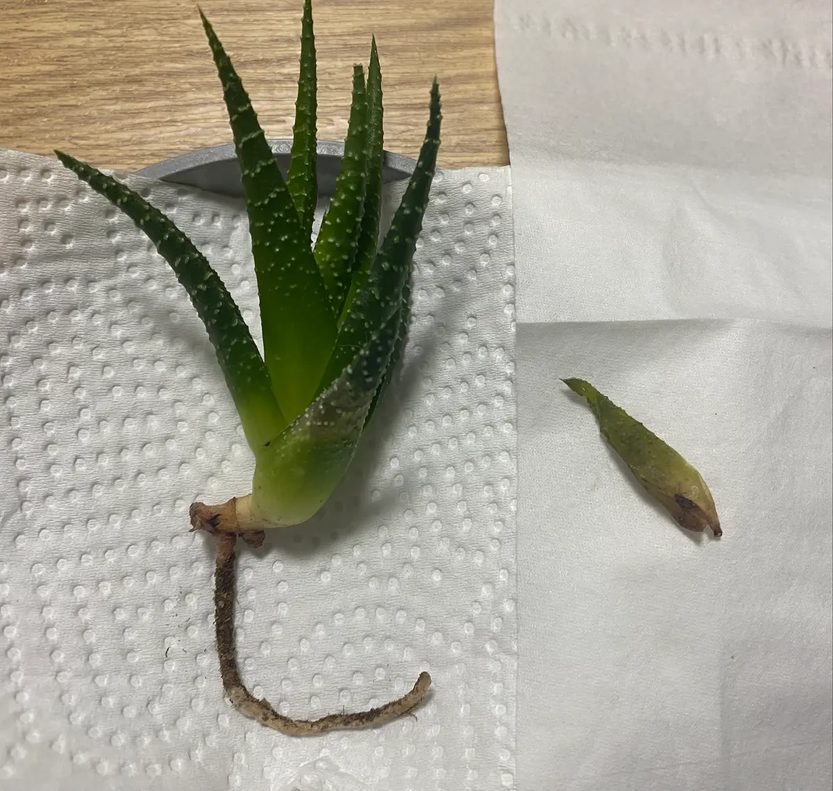 十二の巻（ハオルチア）の根腐れ対処について。観葉植物初｜園芸