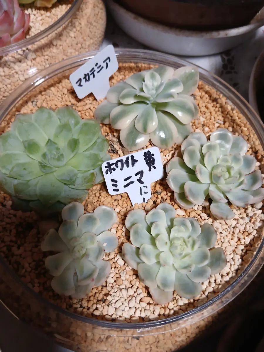 エケベリア 多肉植物 の通販公式 ミニマ錦（約4センチ） – 多肉植物の