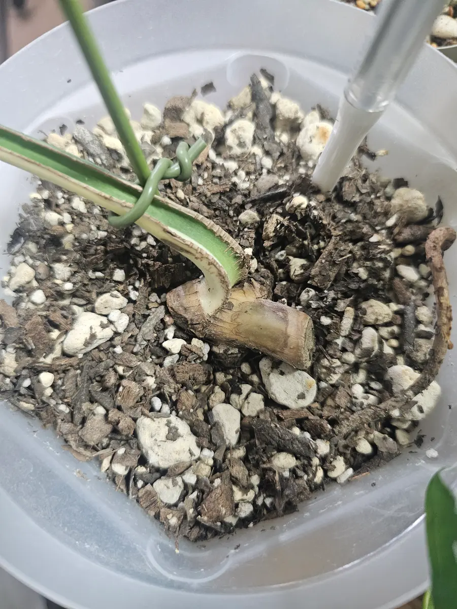 モンステラ 斑入り 新芽が出てます。 斑入りモンステラの新芽の成長を見守ってみました【成長記録