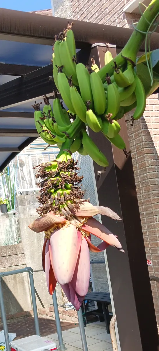 三尺バナナ雄花切る時期についておしえてください。8月2日から