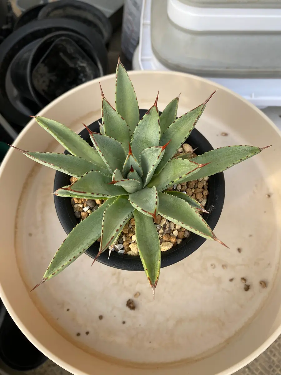 アガベ　こばりょう アガベだと思いますが、子株で買った時のラベルが無くなりまし