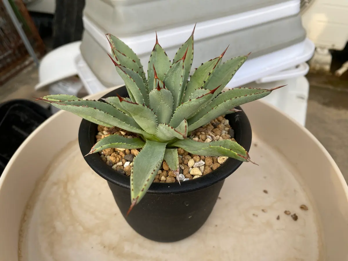 アガベだと思いますが、子株で買った時のラベルが無くなりまし