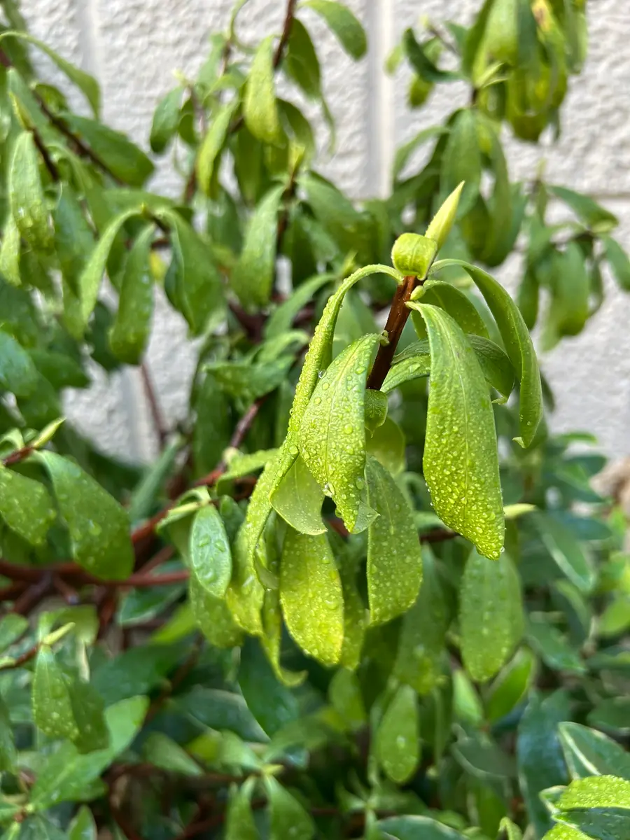 沈丁花 葉 が 落ちる