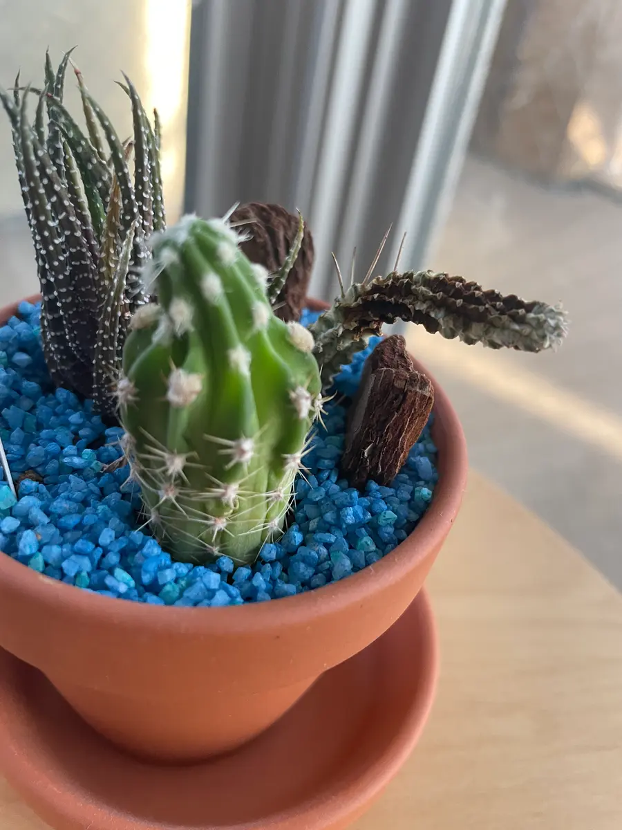 サボテンを育てています全くの初心者です2週間に1回ほど霧吹｜園芸