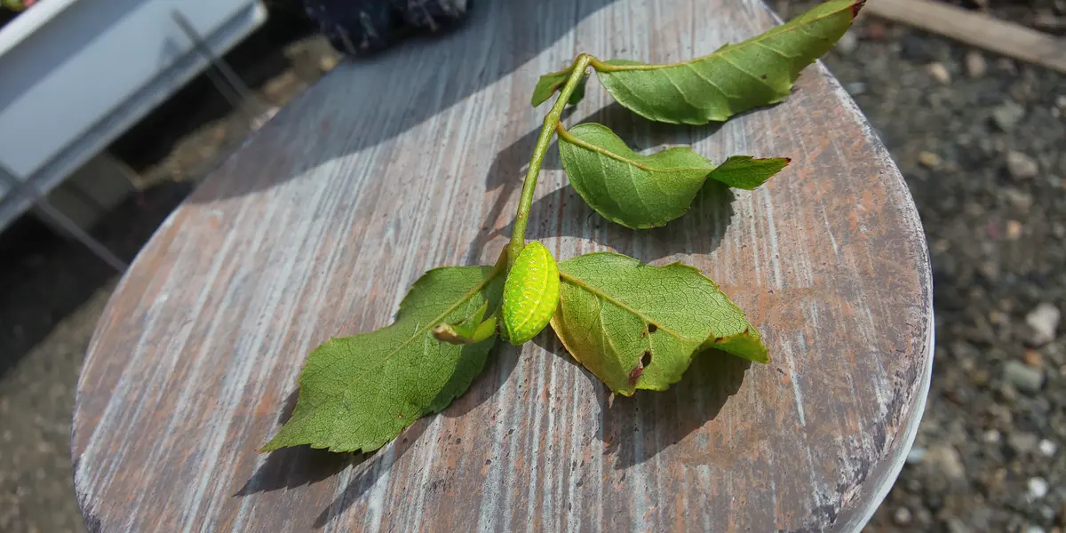 バラの葉の裏に緑色の虫がついていて、葉を食べているようなの 
