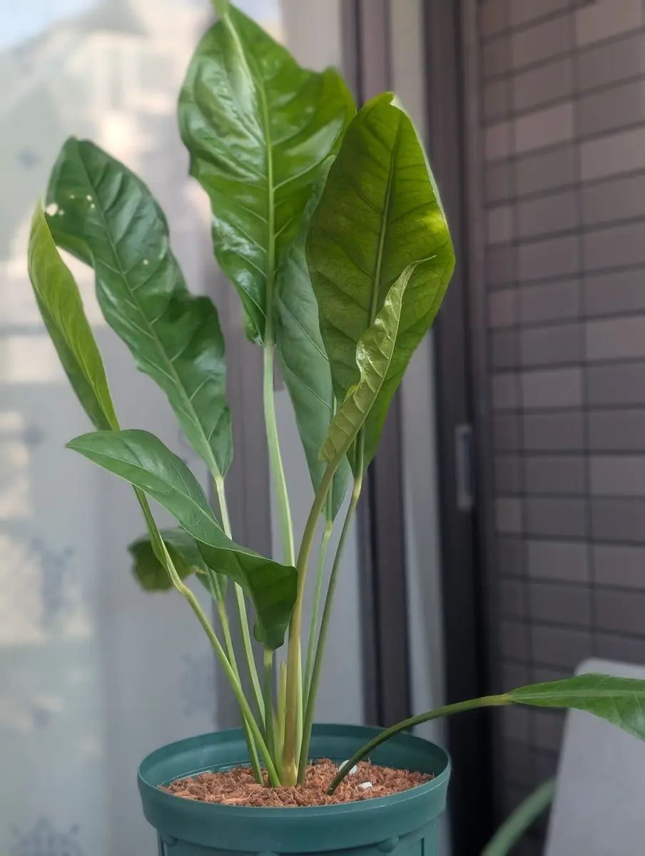 アンスリウム ジャングルキング 4号 アンスリウム ジャングルキング 4号 観葉植物 種類/アンスリウム