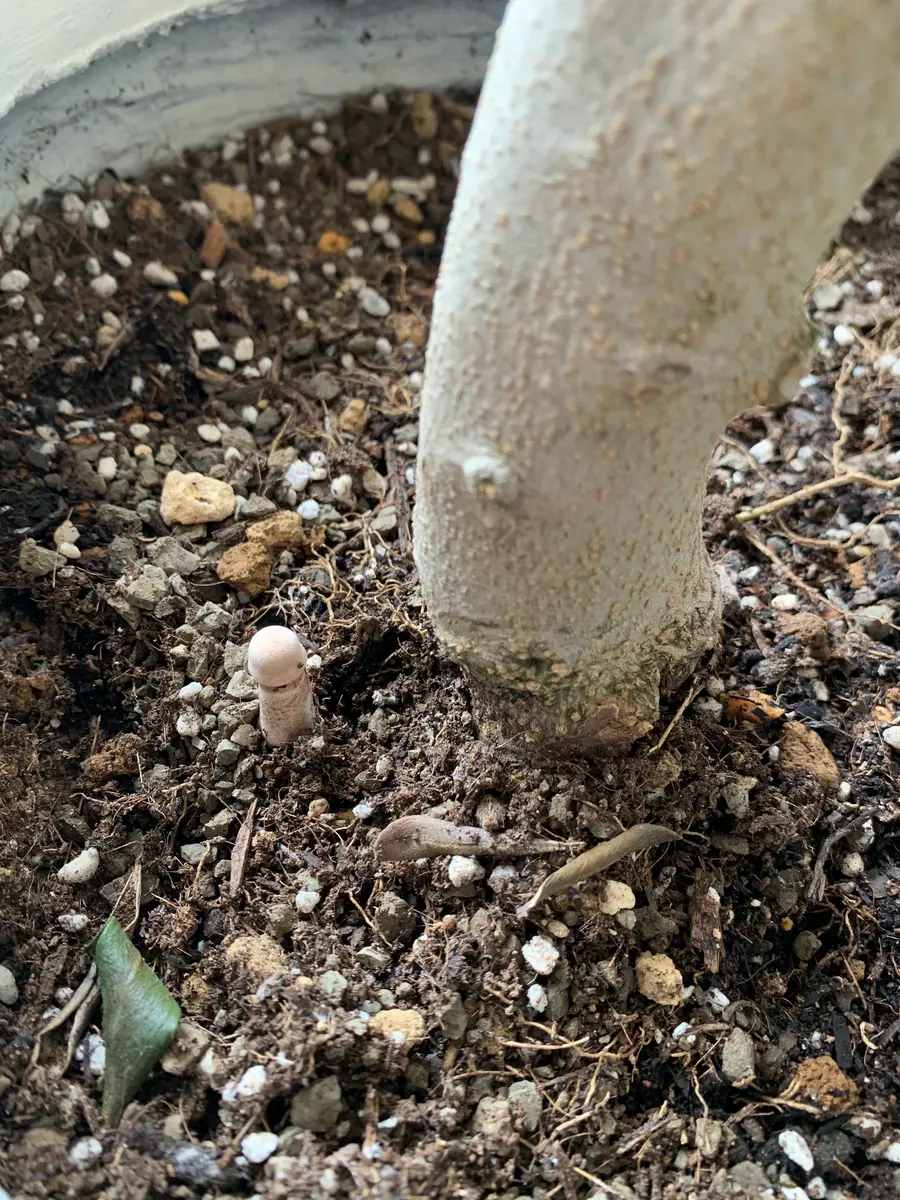 オリーブの木　Ｉ－77 小倉園 オリーブ・I-77(アイ・セブン・セブン) 8号鉢 オリーブの木