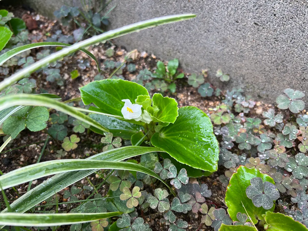 庭に勝手に生えてきた花です。画像検索で調べるとベゴニアと出