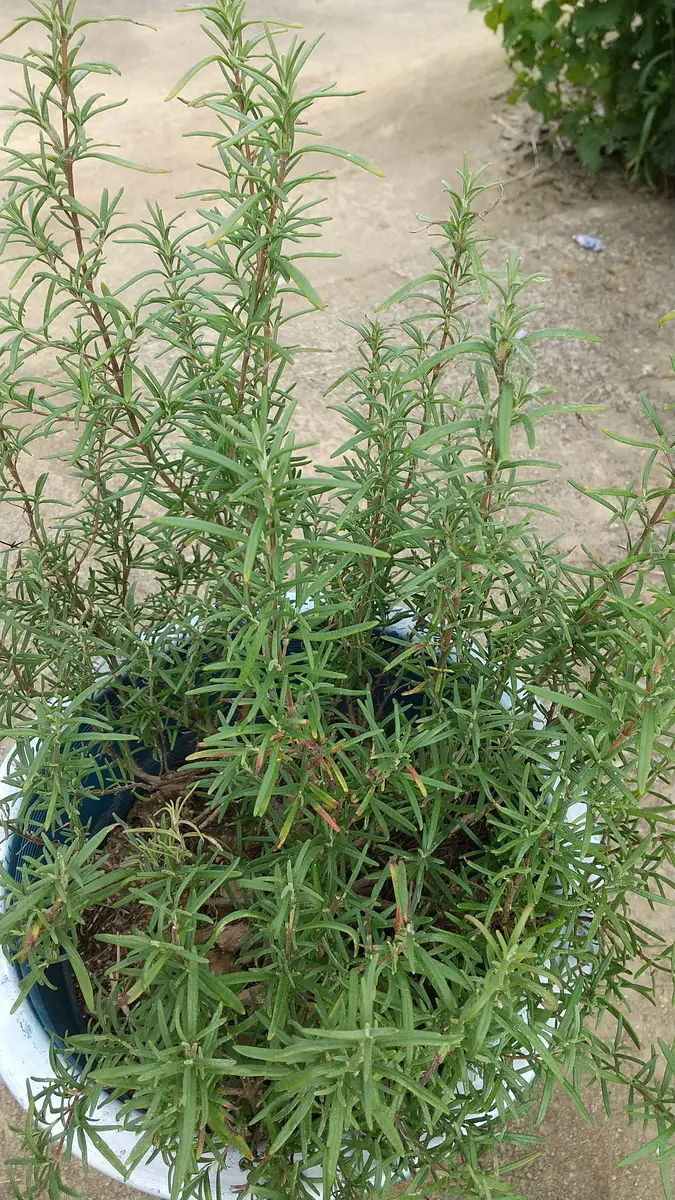 img_cache_q_4831_1_1600684654_