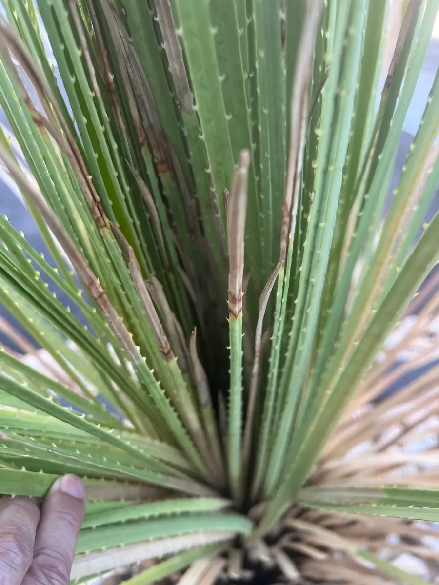 症状を知りたいのですが5月初めにダシリリオン•ミキワネンシ｜園芸