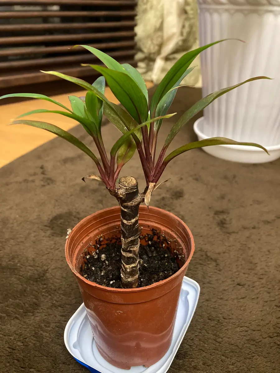 その他観葉植物 makomako その他観葉植物 makomako その他観葉植物 makomako 観葉植物（サイズ別