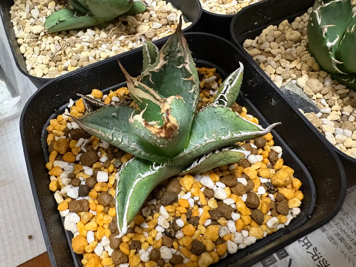 今年の8月下旬にメルカリで麻花龍という名のアガベを買いました