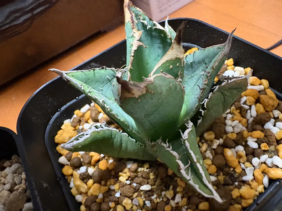 今年の8月下旬にメルカリで麻花龍という名のアガベを買いました