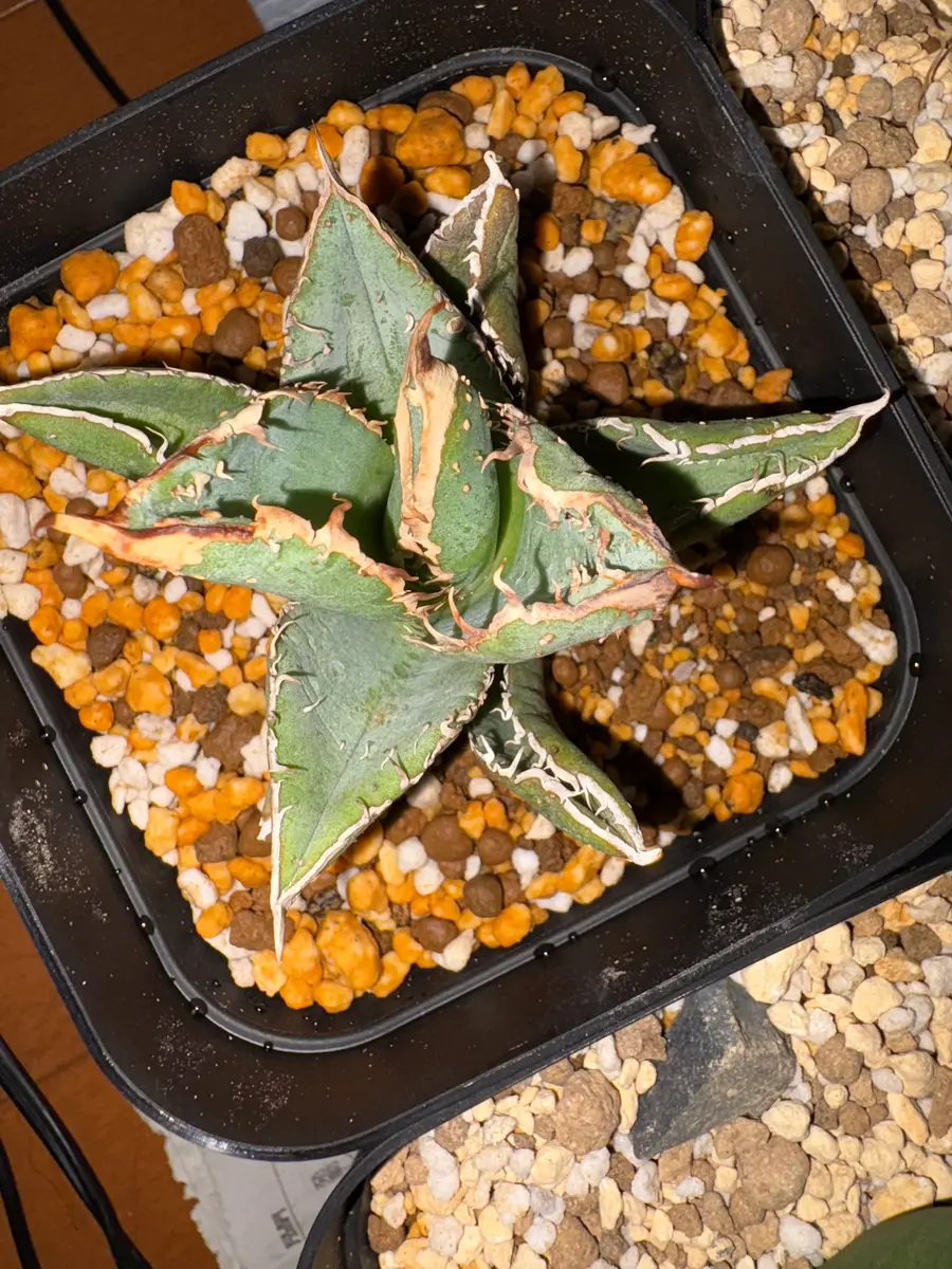 今年の8月下旬にメルカリで麻花龍という名のアガベを買いました