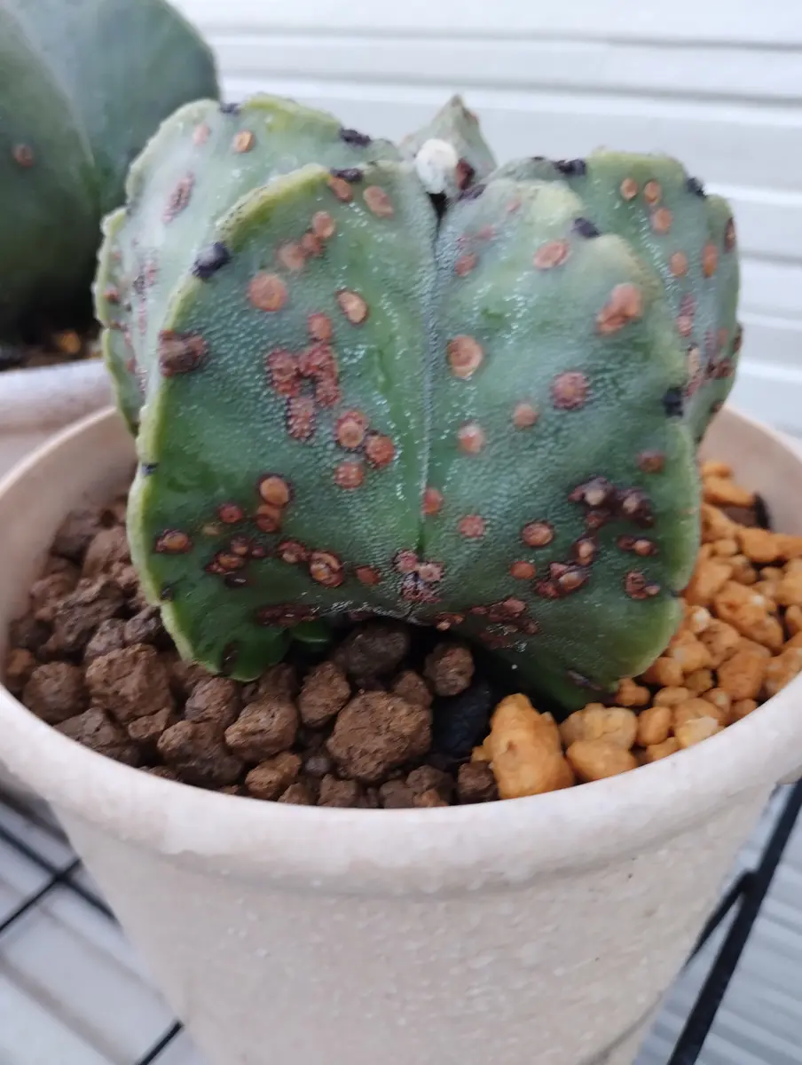 ランポーを育てています。アストロフィツム？です複数個育てて