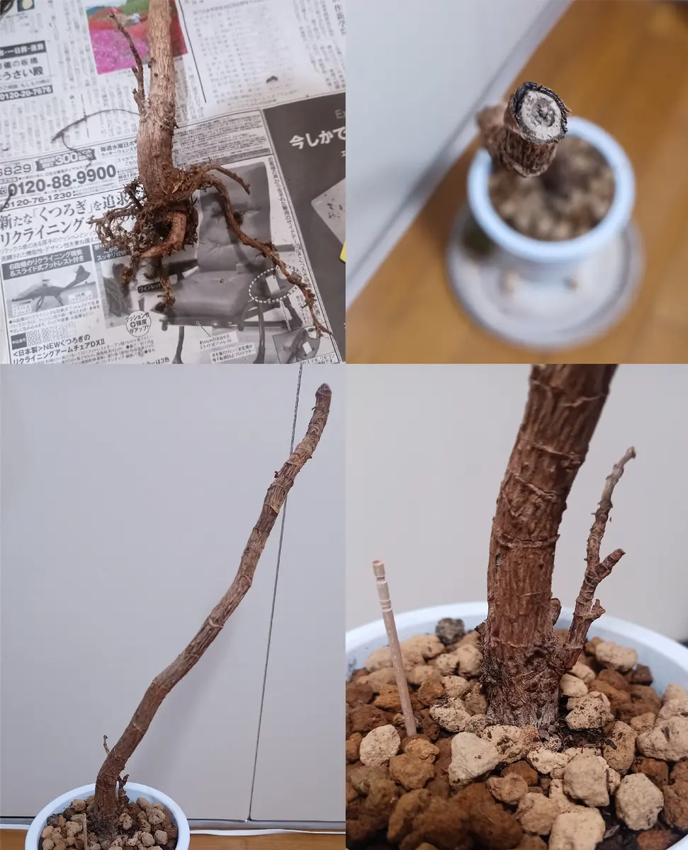 葉がすべて落ち、根も弱ったシェフレラブラッサイア（バッサイ